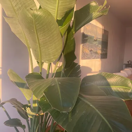 Large West With Balcony *